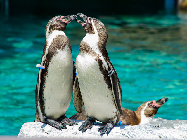 フンボルトペンギン_アクアワールド茨城県大洗水族館