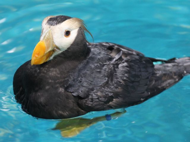 エトピリカ_アクアワールド茨城県大洗水族館