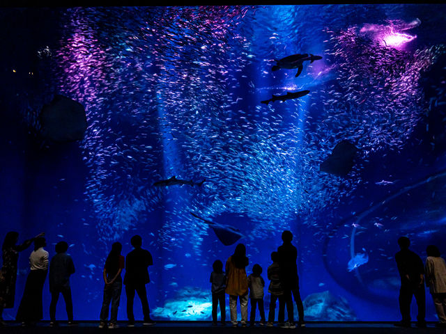 IWASHI LIFE_アクアワールド茨城県大洗水族館