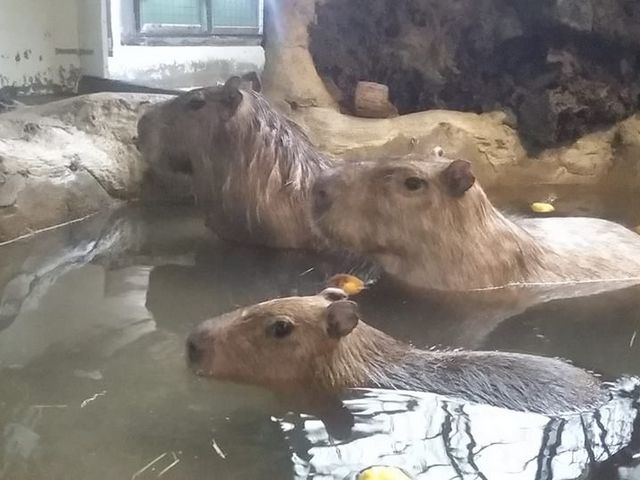 休憩中のカピバラ♪_草津熱帯圏