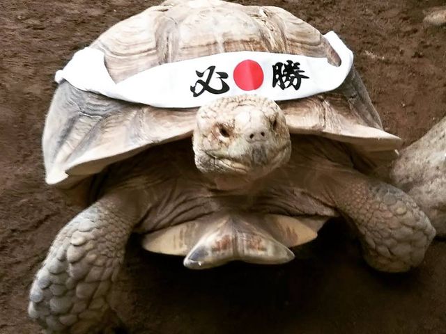 日本代表を応援中!_草津熱帯圏