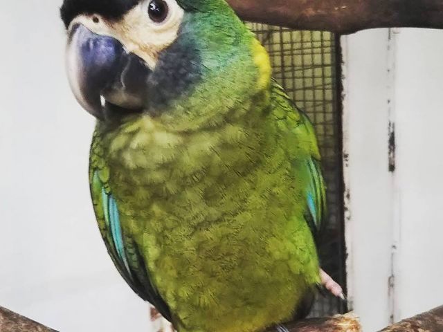 沢山の種類の鳥がいます!_草津熱帯圏