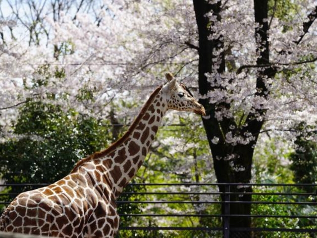 ヒノトントンZOO_ヒノトントンZOO(羽村市動物公園)