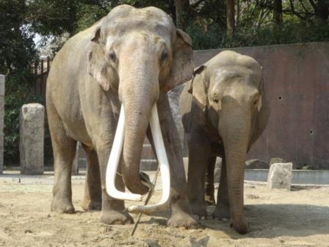 大きなキバが特徴のボン(オス)とヨーコ(メス)_横浜市立金沢動物園
