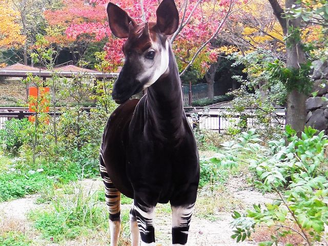 オカピにも会える_横浜市立金沢動物園