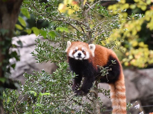 よこはま動物園ズーラシア
