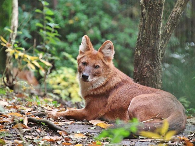 よこはま動物園ズーラシア
