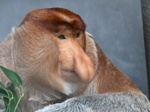 よこはま動物園ズーラシア