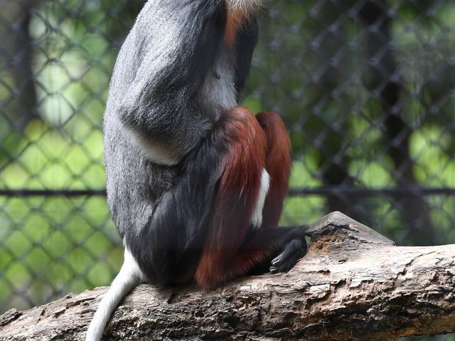 よこはま動物園ズーラシア