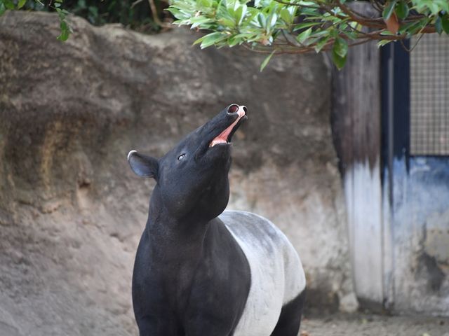 よこはま動物園ズーラシア