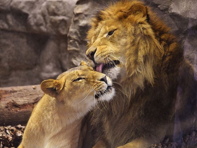 よこはま動物園ズーラシア