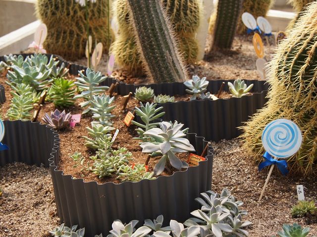 ミニ温室
多肉植物を中心に、熱帯や暖地生の植物を展示しています。_越前町立 福井総合植物園 プラントピア