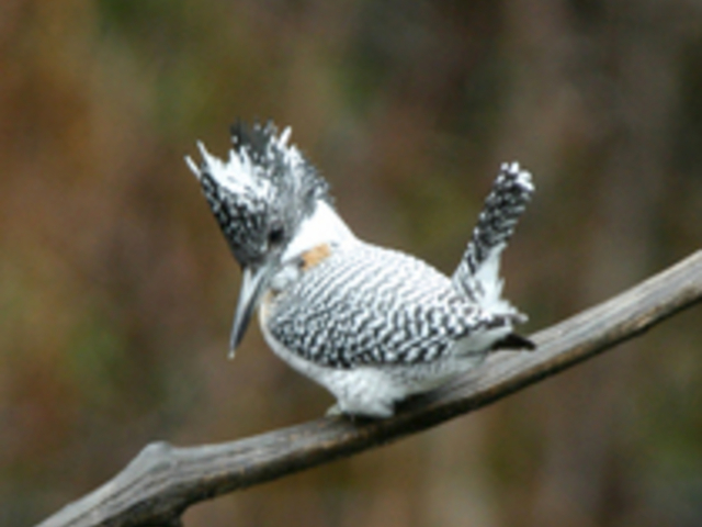 南アルプス邑野鳥公園