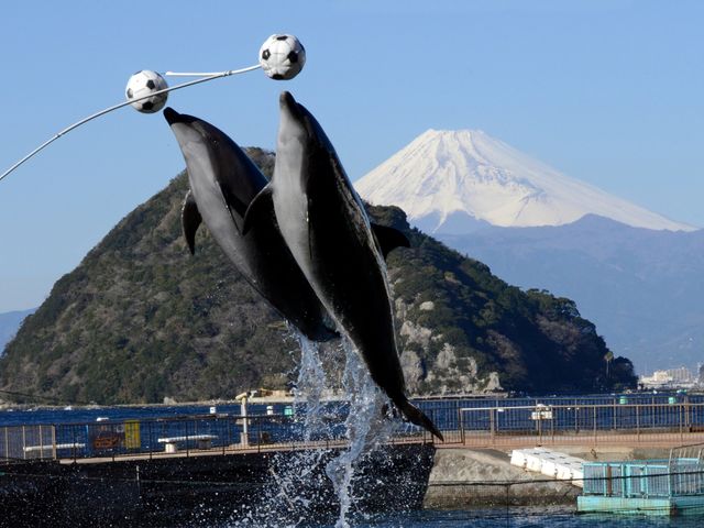 イルカの海ショーステージ_伊豆・三津シーパラダイス