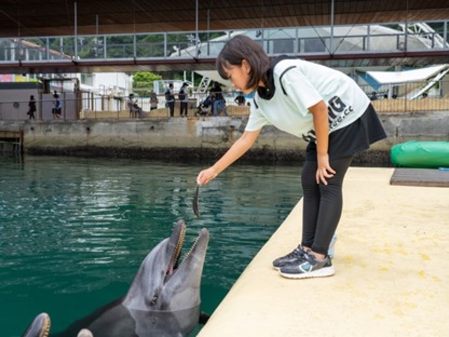バンドウイルカにお魚をあげよう_伊豆・三津シーパラダイス