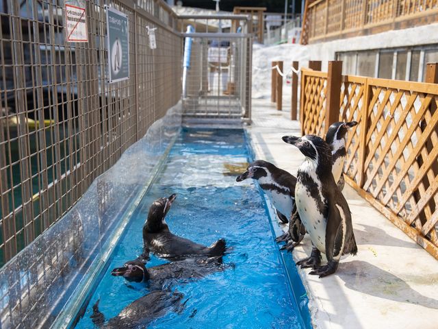 ペンパラ_伊豆・三津シーパラダイス