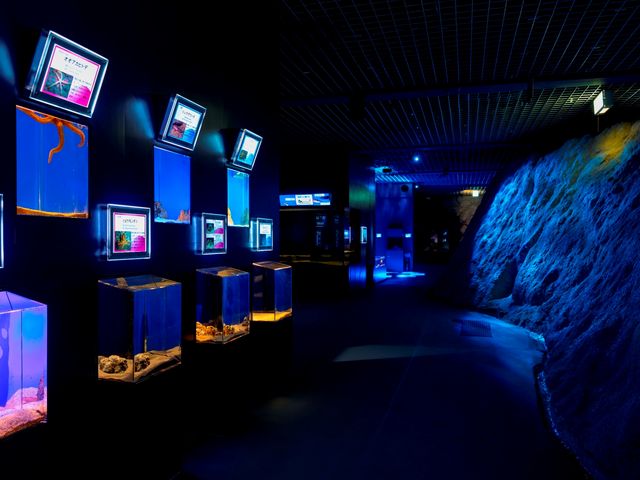 水槽展示イメージ_伊豆・三津シーパラダイス