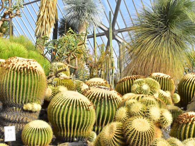 「第5温室メキシコ館」樹齢約170年の金鯱(キンシャチ)_伊豆シャボテン動物公園