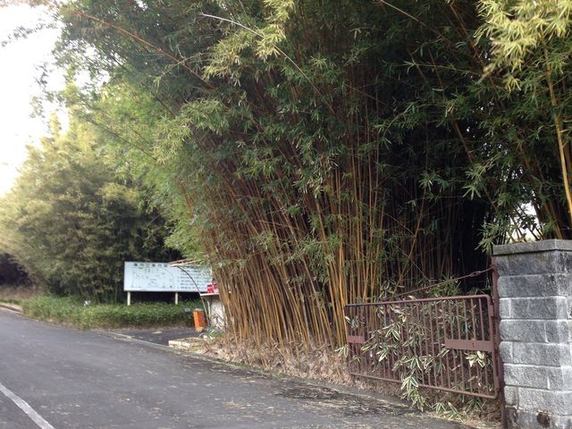 富士竹類植物園