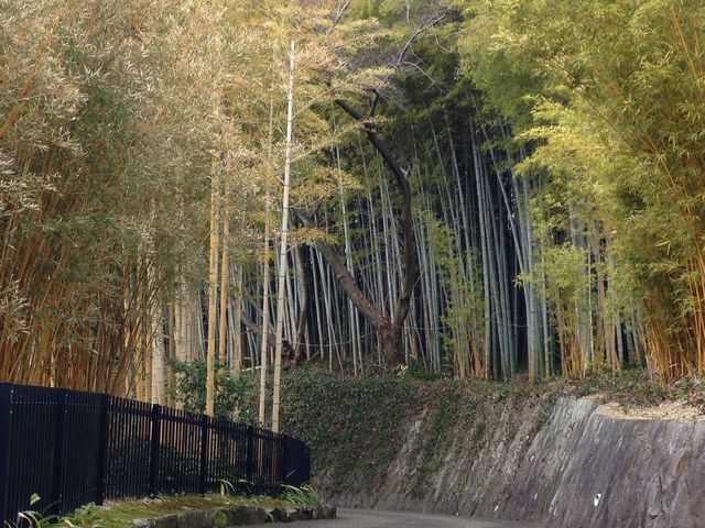 京都市洛西竹林公園