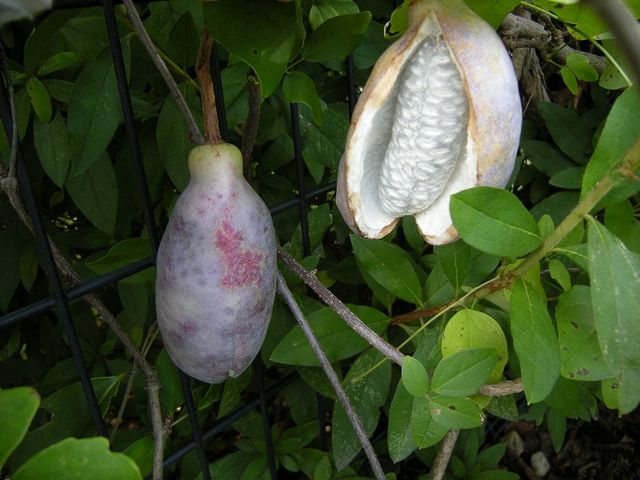 福知山市都市緑化植物園