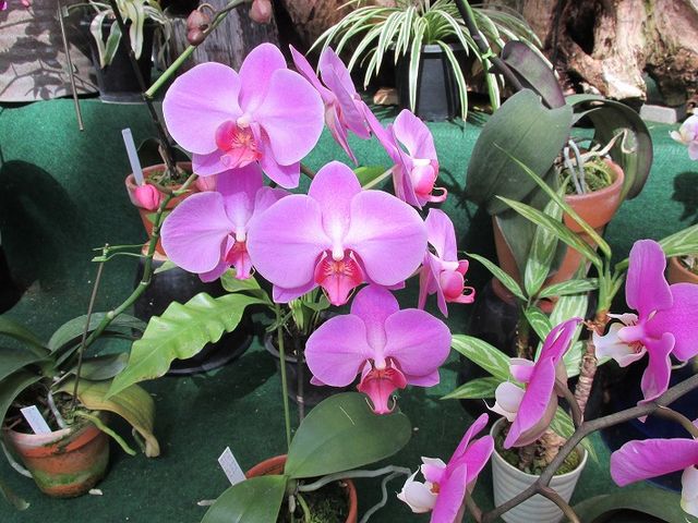 福知山市都市緑化植物園