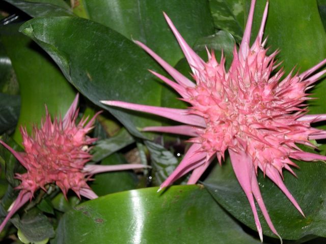 福知山市都市緑化植物園