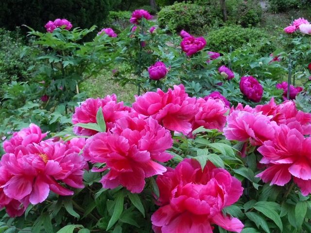 福知山市都市緑化植物園