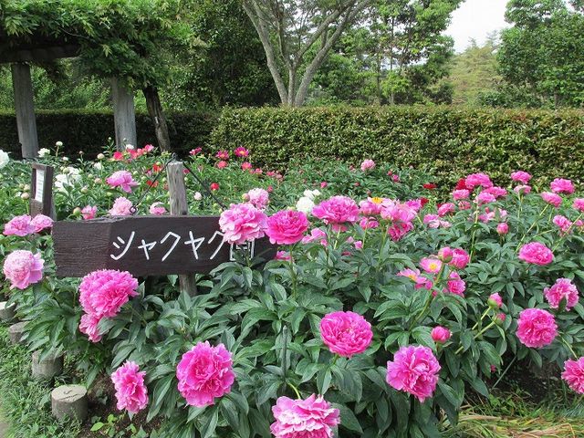 福知山市都市緑化植物園