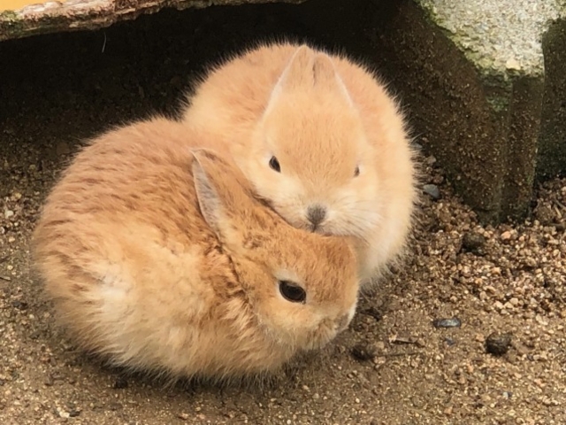 綾部ふれあい牧場