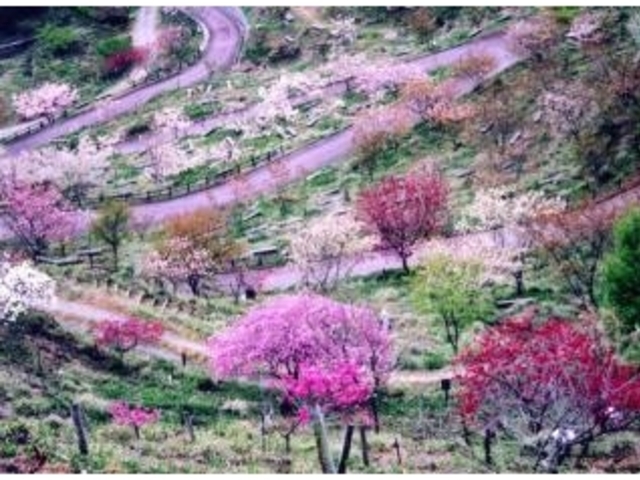 桜の山桜華園