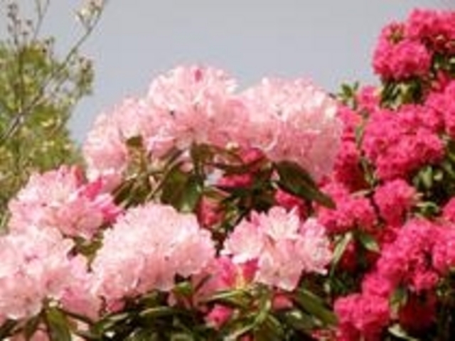 しゃくなげの里