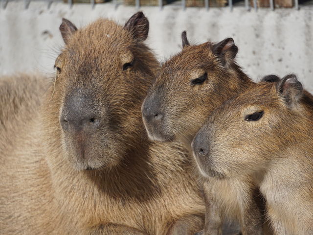 しろとり動物園