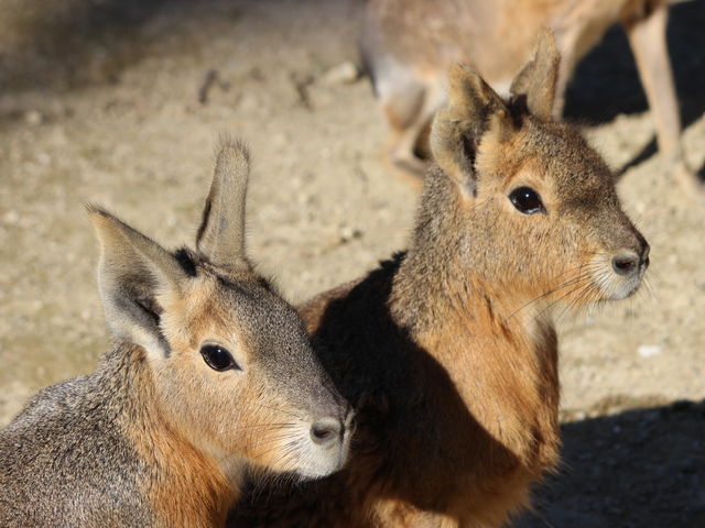 しろとり動物園