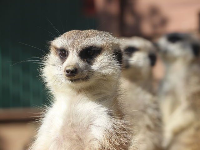 しろとり動物園