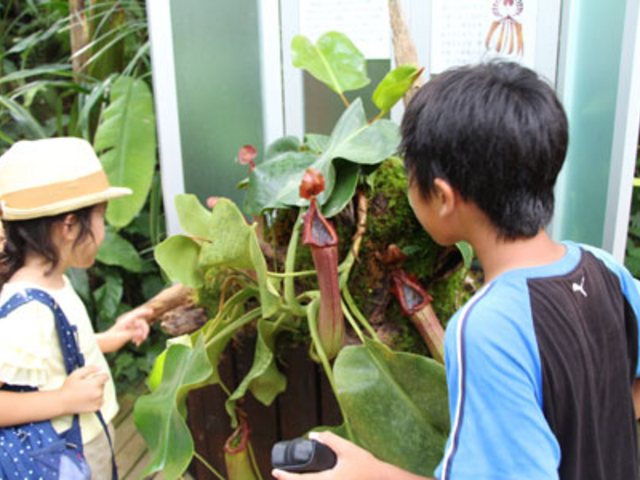 食虫植物展
自由研究にもおすすめ_高知県立牧野植物園