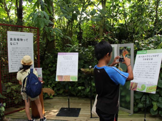 食虫植物展
自由研究にと、植物を撮影したり、パネルを写したり_高知県立牧野植物園