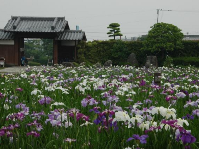 大和中央公園花しょうぶ園