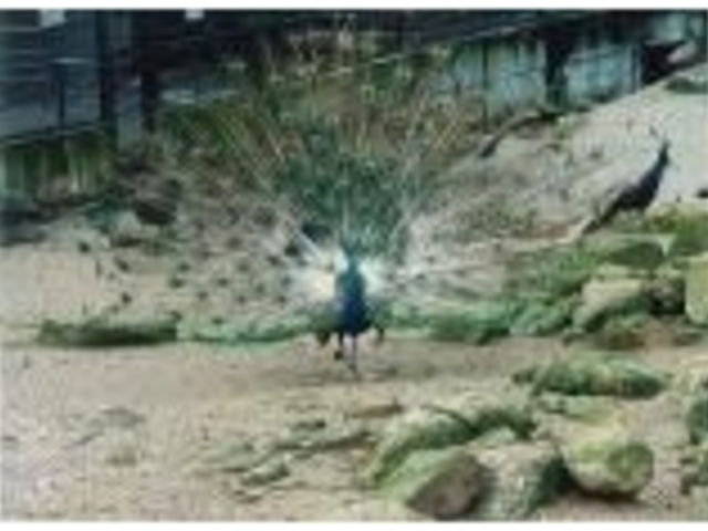 くじゃく_大崎くじゃく園