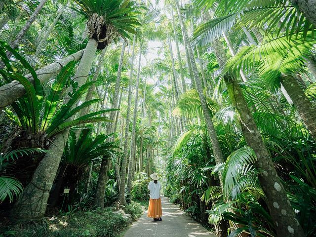 日本最大級の屋外植物園
圧巻のユスラヤシ並木_東南植物楽園