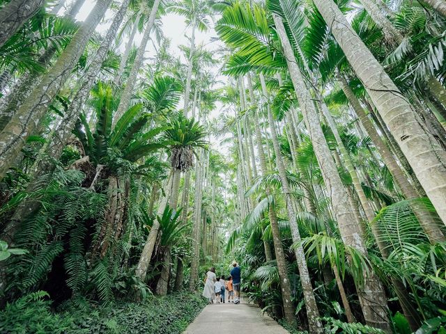 日本最大級の屋外植物園
圧巻のユスラヤシ並木_東南植物楽園