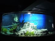 サケのふるさと千歳水族館の写真2