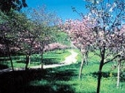 桜公園の写真1