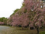 善光寺自然公園の写真1