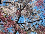 青葉ヶ丘公園の写真2