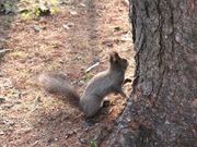 中富良野森林公園の写真1