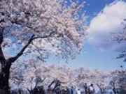 大森公園の写真1