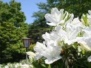 松ヶ池公園(白つつじ公園)の写真2