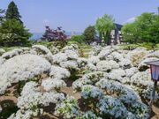 松ヶ池公園(白つつじ公園)の写真3