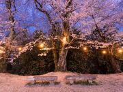 大森城山公園の写真2
